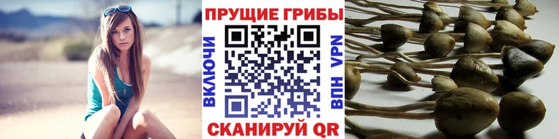 Псилоцибиновые грибы ЛСД  маркетплейс наркотические препараты  Циолковский 